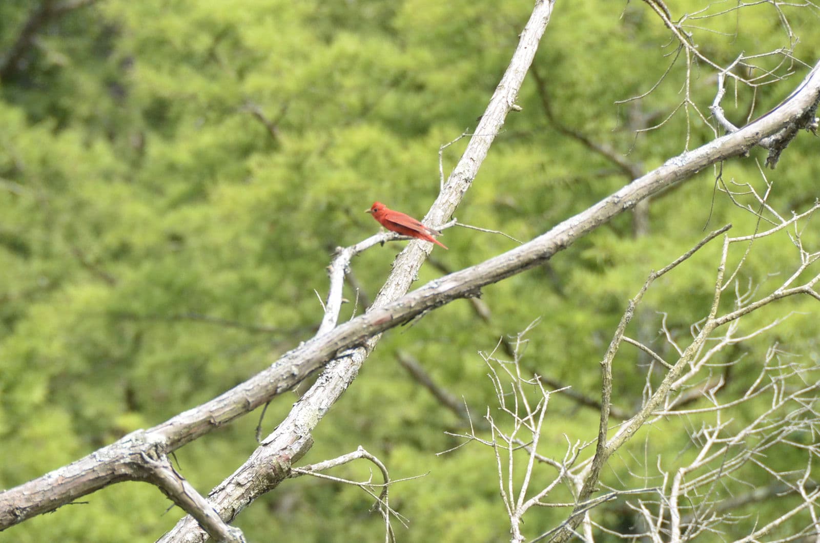 Cornell's Merlin Bird ID Hits 42M Downloads: The Economics of a Free AI Tool