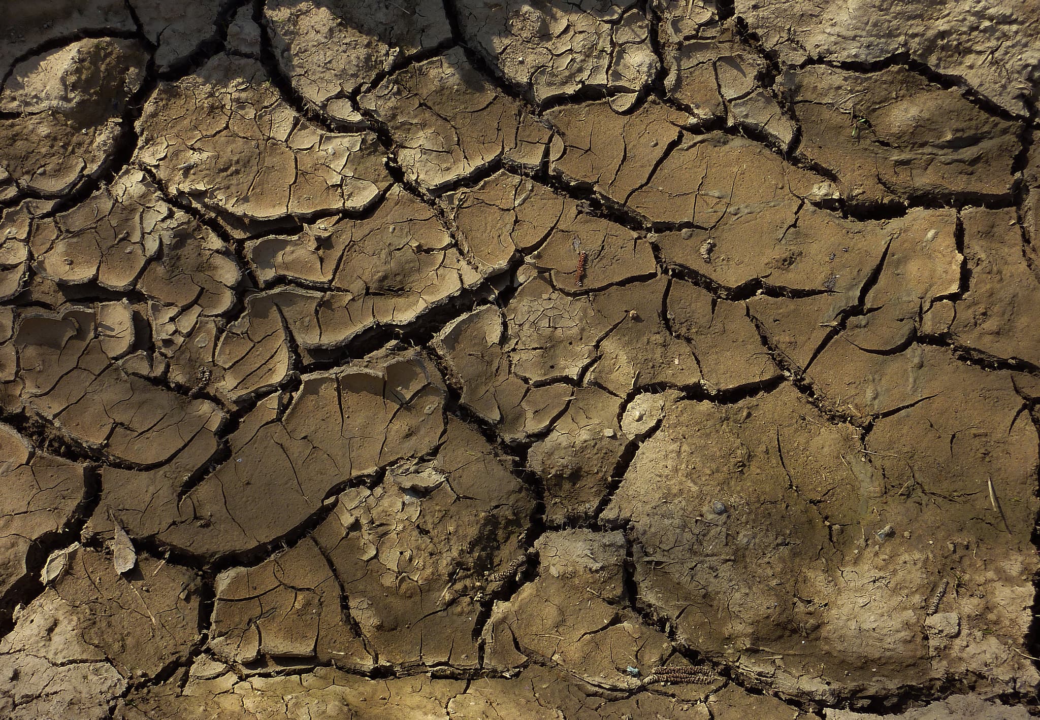 India's Monsoon Deficit Hits 43% as El Niño Starves Crops