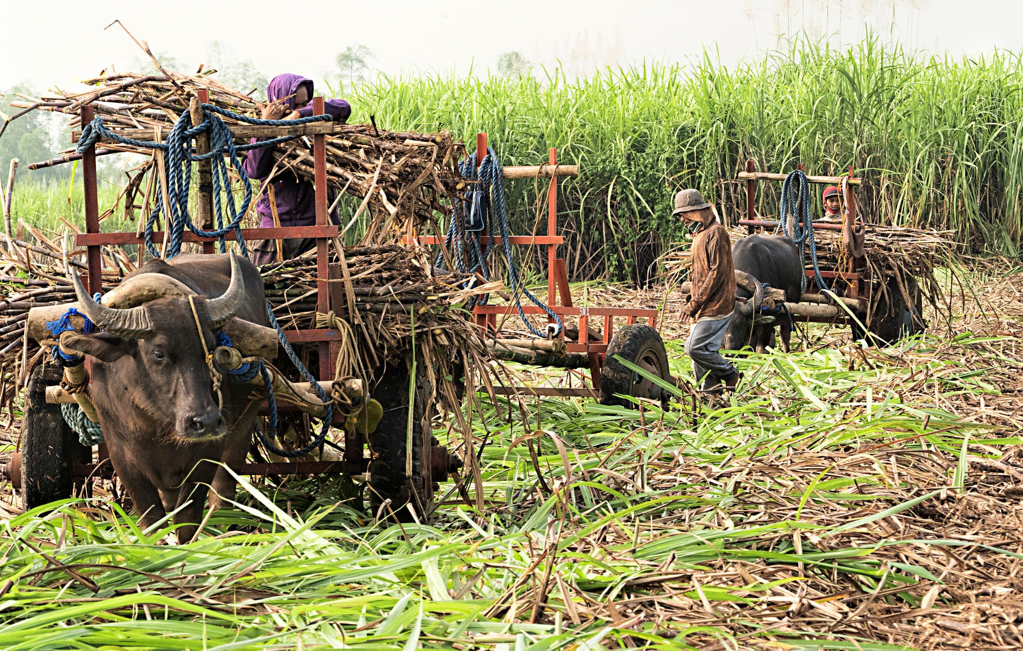 Sugar Futures Hit 5.25-Year Lows as India, Brazil Flood Global Supply
