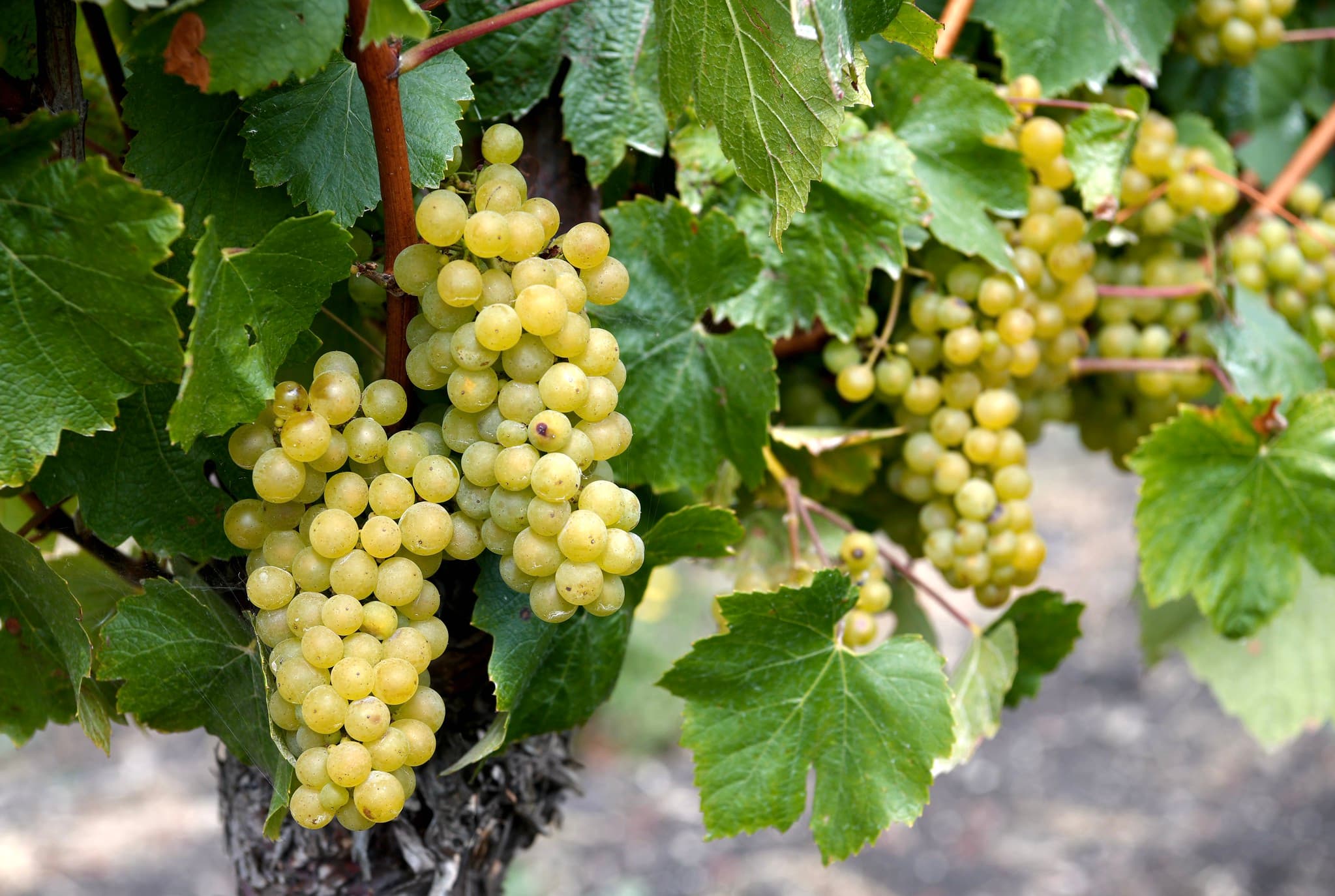 Treasury Wine Estates Stock Rises 17 Percent on Penfolds China Rebound, Debt Refinancing