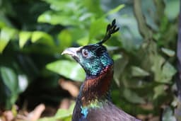 Himalayan Monal Shifts Habitat, Alters Calls as Human Activity Grows