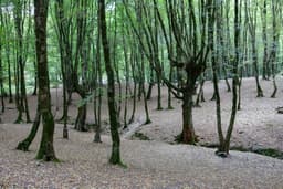 UK Woodland Expands During Concerns Over Planting Methods