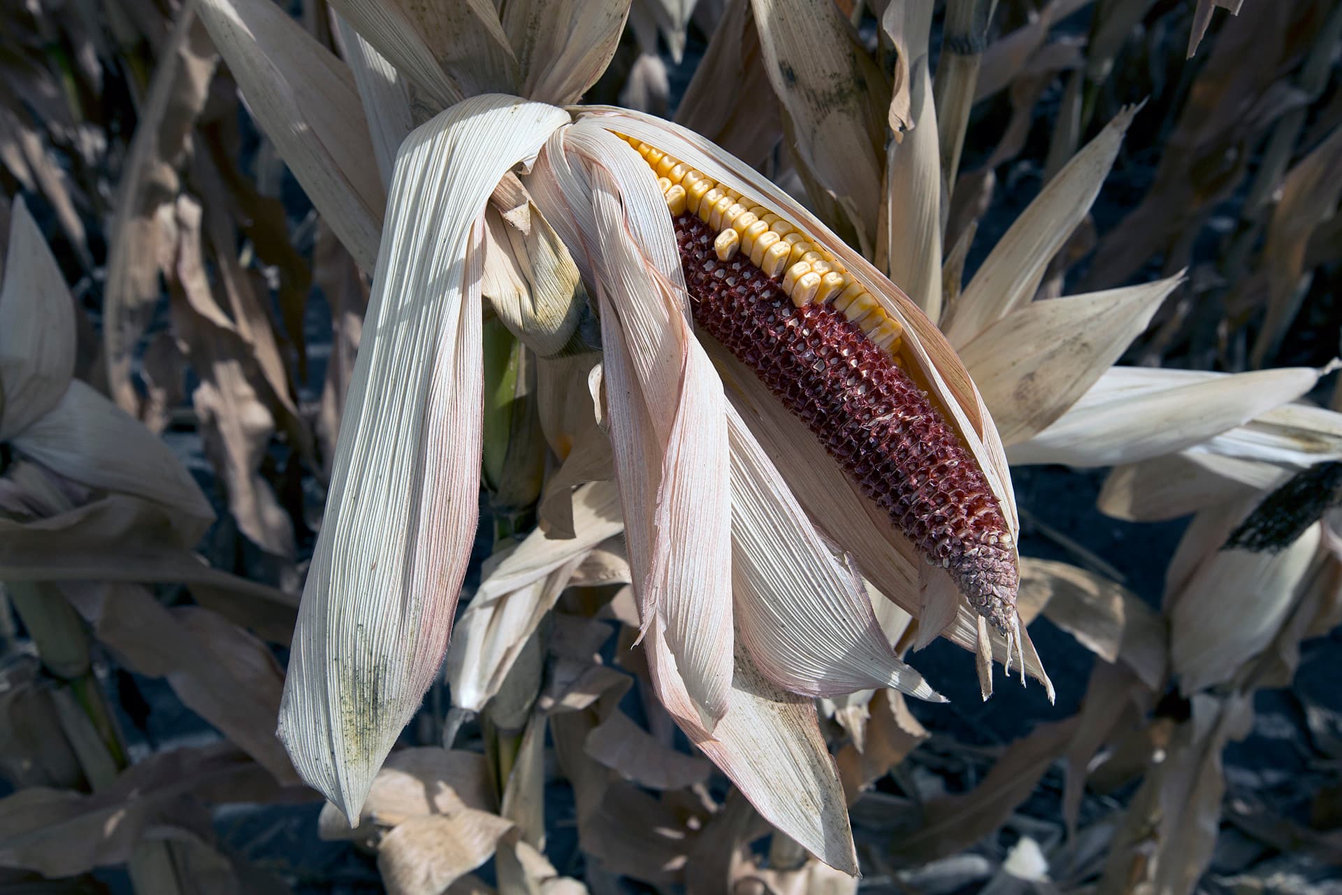 Iowa Farm Crisis Turns Senate Race Into Toss-Up