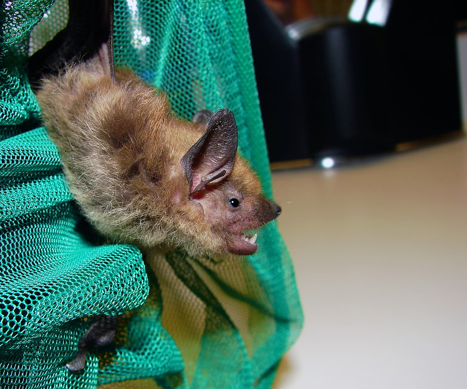 Virginia Doctor's Bat Encounter Highlights Rabies Risk