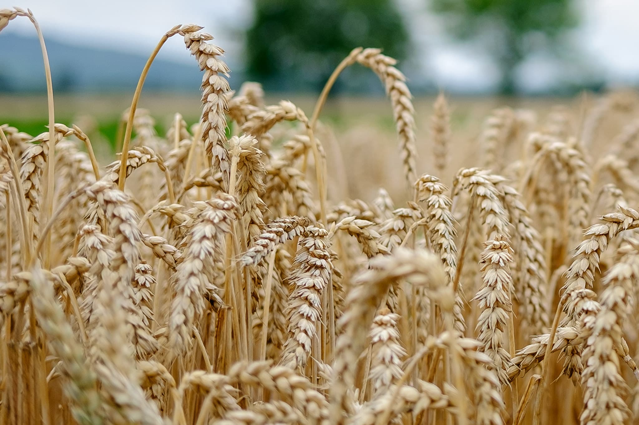 Wheat Emerges as Geopolitical Flashpoint in North Africa and Middle East