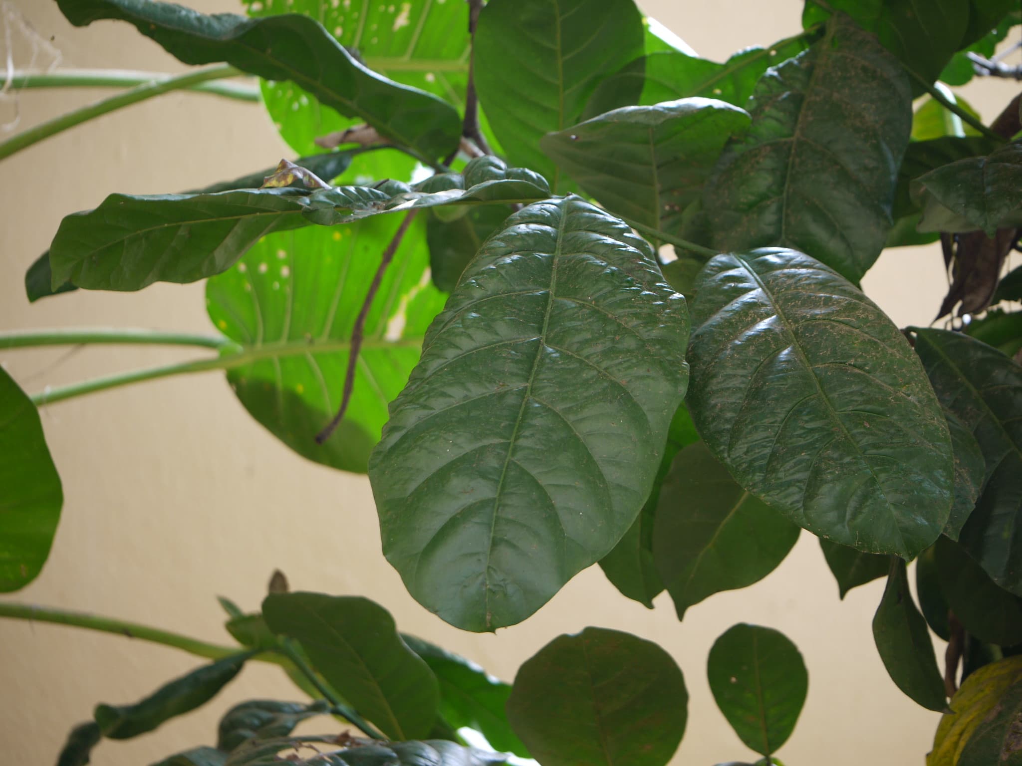 Wild African Coffee Species Offers Hope as Climate Threatens Global Supply