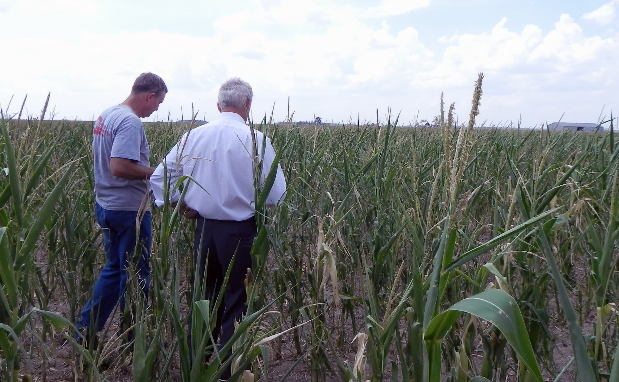 USDA Aug. 12 Crop Report Approaches as Farmer Sentiment Rebounds, Margins Stay Thin