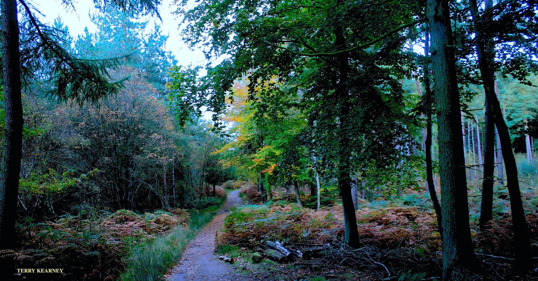 UK Woodland Expands During Concerns Over Planting Methods