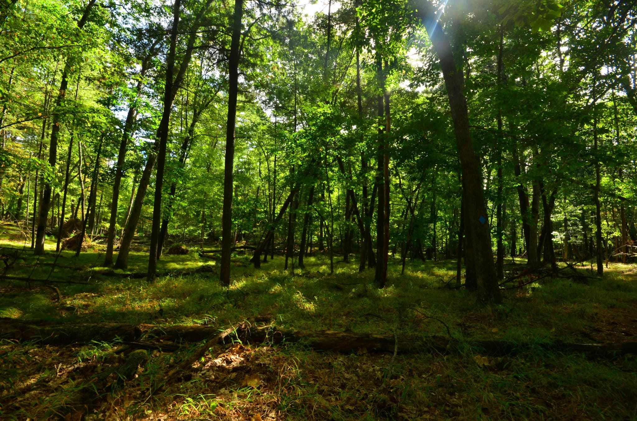1980 Animated Special Depicts Fight Over Forest Resources