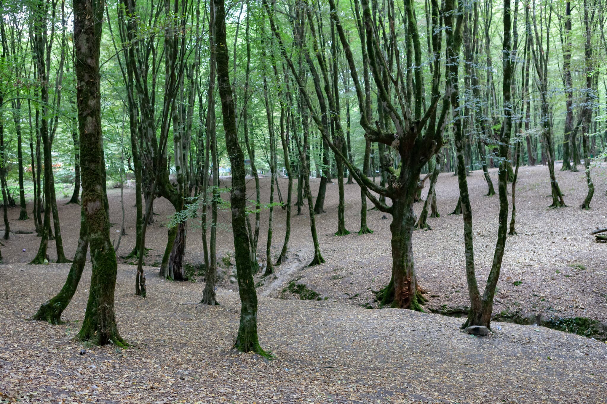 UK Woodland Expands During Concerns Over Planting Methods