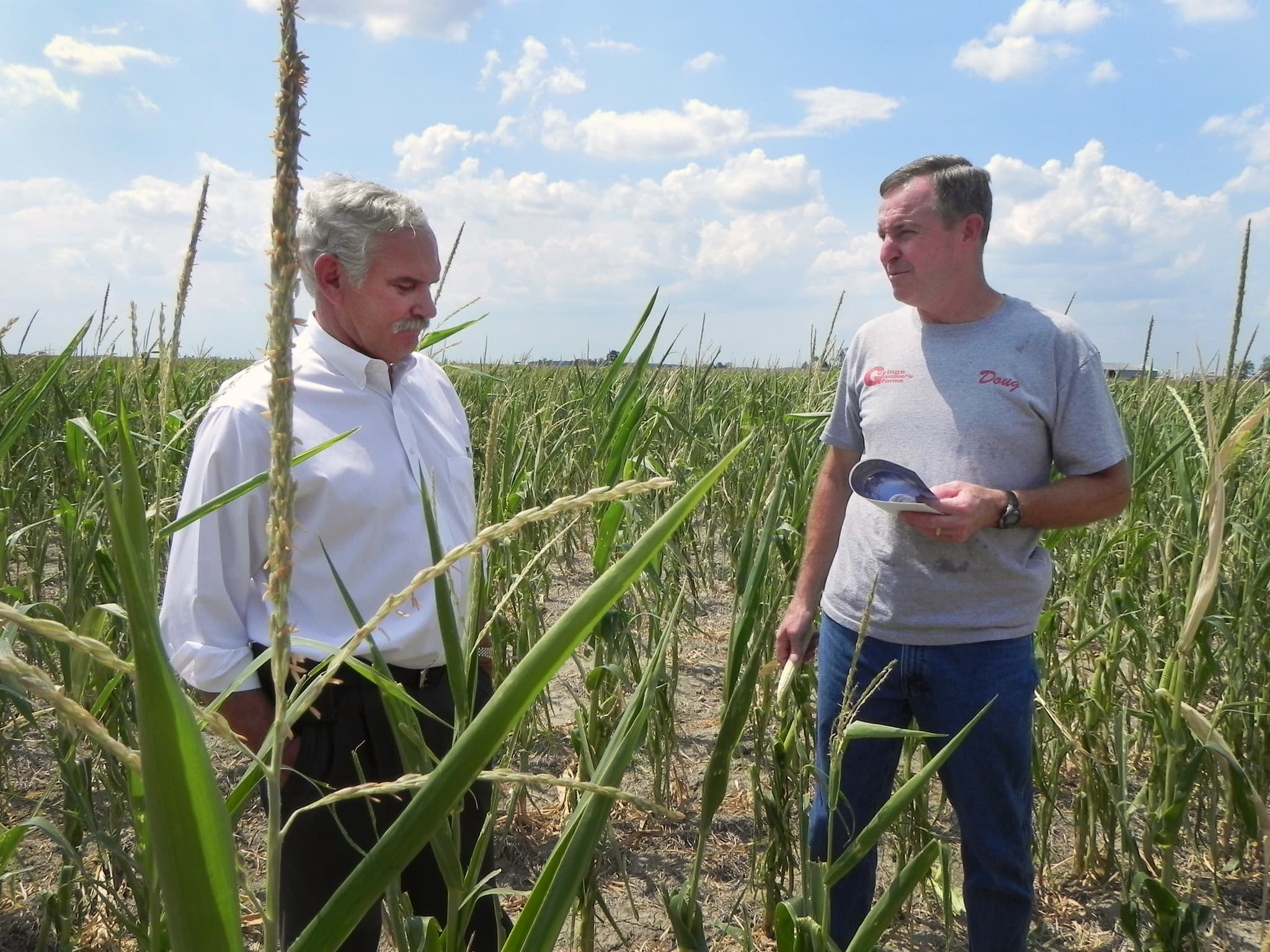 USDA Aug. 12 Crop Report Approaches as Farmer Sentiment Rebounds, Margins Stay Thin