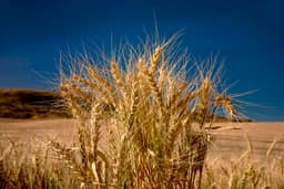 Wheat Emerges as Geopolitical Flashpoint in North Africa and Middle East