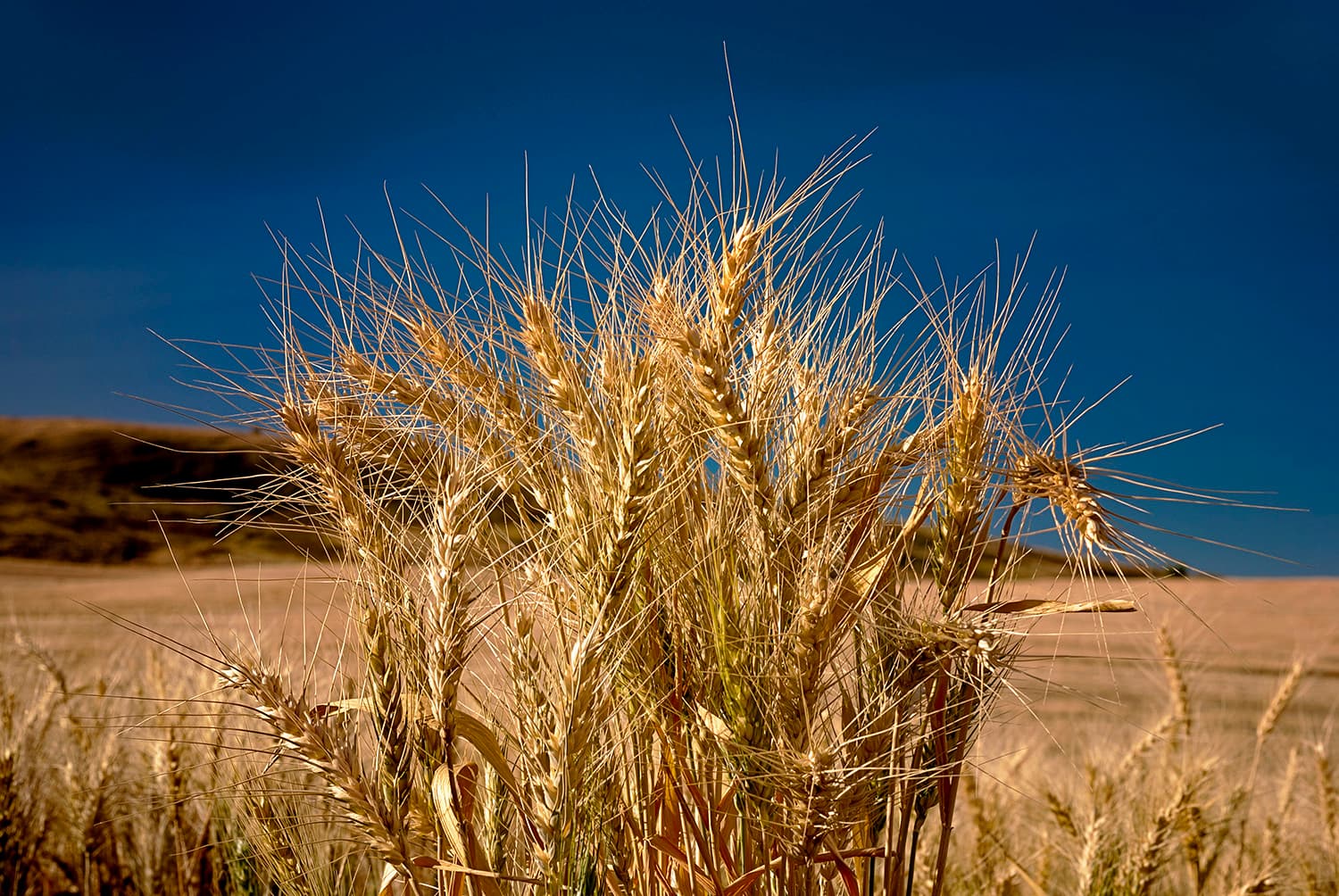 Wheat Emerges as Geopolitical Flashpoint in North Africa and Middle East